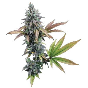 Cinderella 99 Feminized – Alchimia Grow Shop