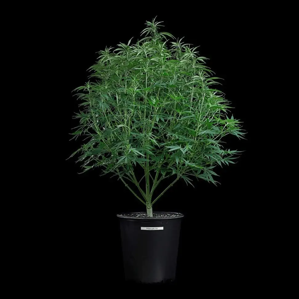 Cinderella Pineapple Feminized – Alchimia Grow Shop