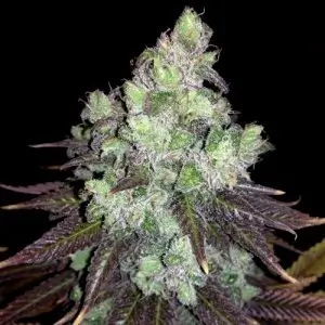 Colombian Thai Regular – Alchimia Grow Shop