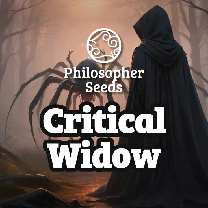 Critical Widow Feminized – Alchimia Grow Shop