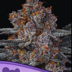 Dankberry Feminized – Alchimia Grow Shop