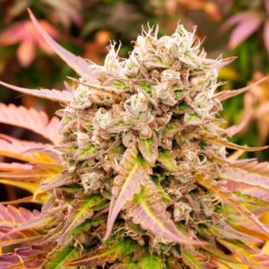 Dark Lemonade Auto Autoflower – Alchimia Grow Shop