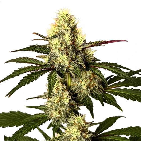 Do Si Dos – Blimburn Seeds