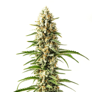 Early Skunk x C99 Fast Version – Blimburn Seeds