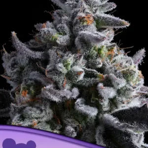 Elementz Feminized – Alchimia Grow Shop