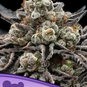 Epic Buzz Feminized – Alchimia Grow Shop