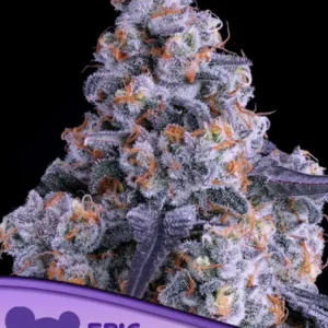 Epic Buzz Auto Autoflower – Alchimia Grow Shop