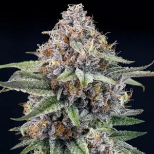 EyeBallZ Feminized – Alchimia Grow Shop