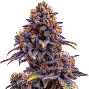 Forbidden Fruit Auto – Blimburn Seeds