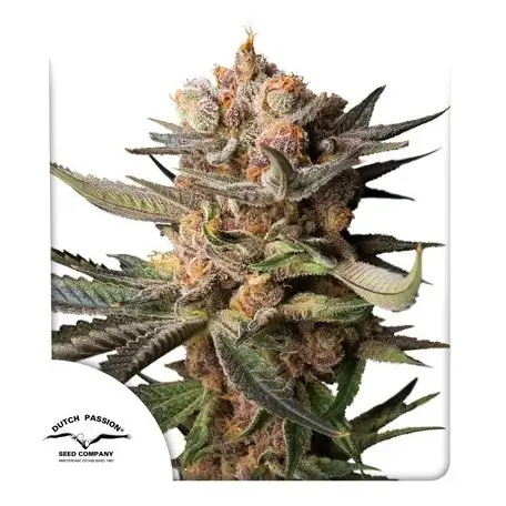 Frozen Biscotti Auto Autoflower – Alchimia Grow Shop