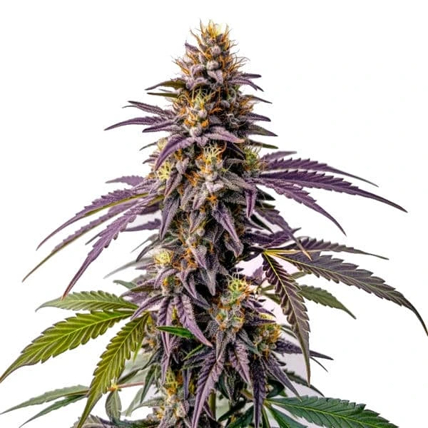 Fruity Pebbles – Blimburn Seeds