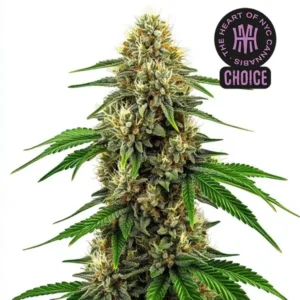 Future #1 HMC Edition – Blimburn Seeds