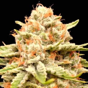 Garlicane Feminized – Alchimia Grow Shop