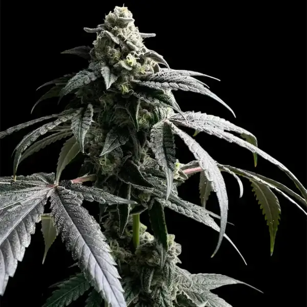 Gary's Nuts Feminized – Alchimia Grow Shop