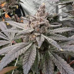 Gasserole Feminized – Alchimia Grow Shop
