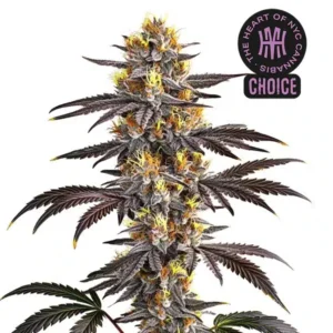 Gelato HMC Edition – Blimburn Seeds