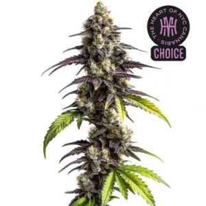 Ghost Train Haze HMC Edition – Blimburn Seeds