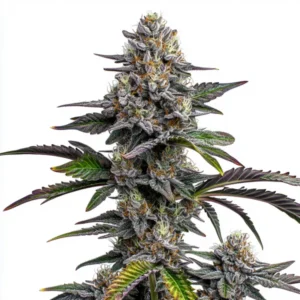 Glitter Bomb – Blimburn Seeds