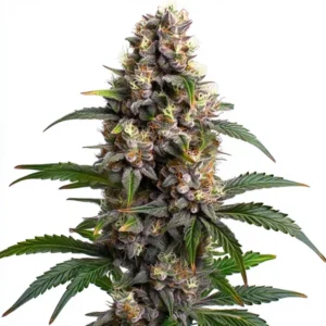 Godfather OG – Blimburn Seeds
