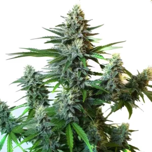 GG Autoflower F1 – Blimburn Seeds