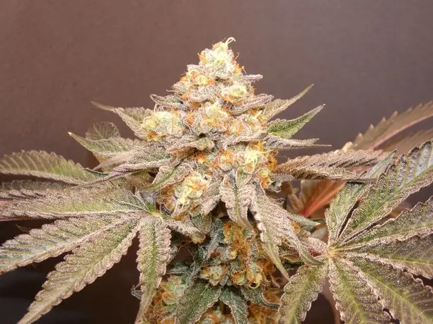 Goulazh Feminized – Alchimia Grow Shop