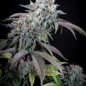 Gulupa Feminized – Alchimia Grow Shop