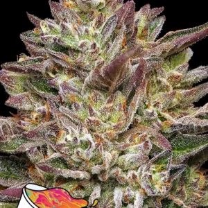 Guzzlerz Feminized – Alchimia Grow Shop