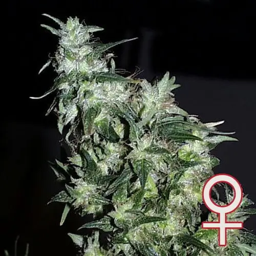 Haze Special Feminized – Alchimia Grow Shop