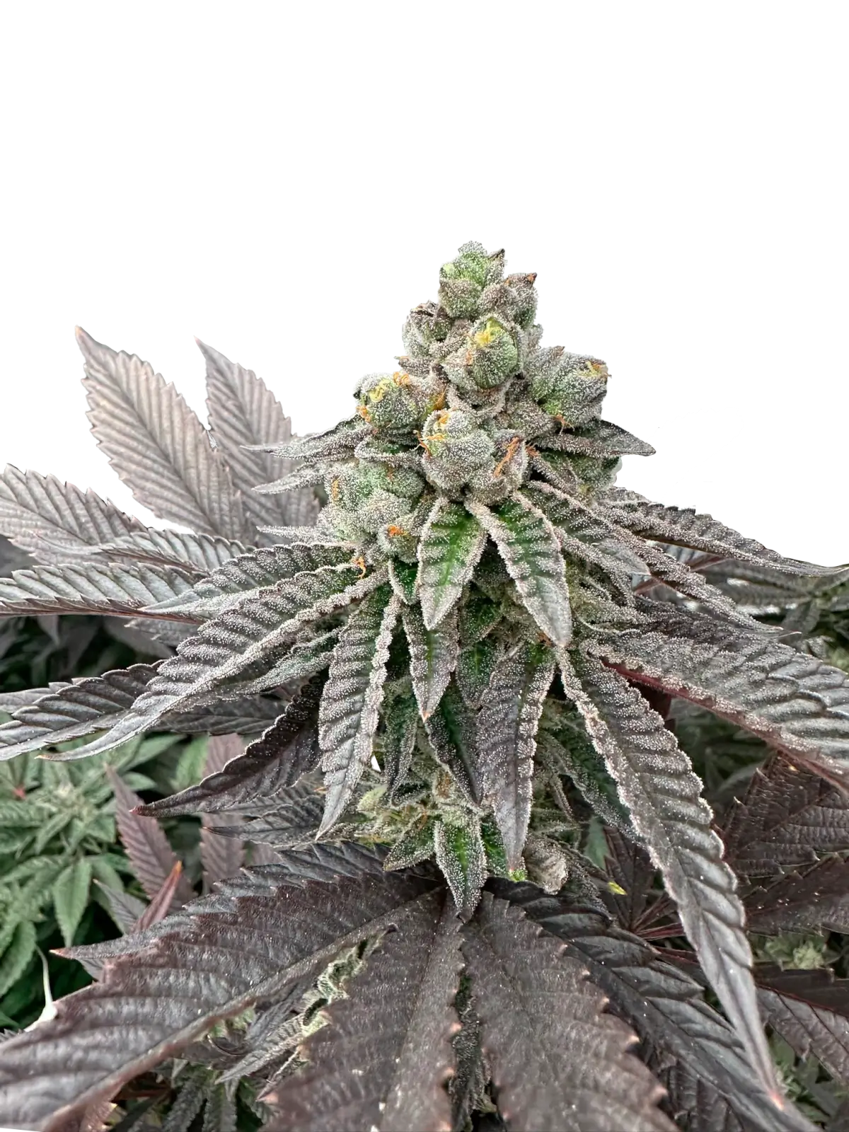 Honey Pam Feminized – Alchimia Grow Shop