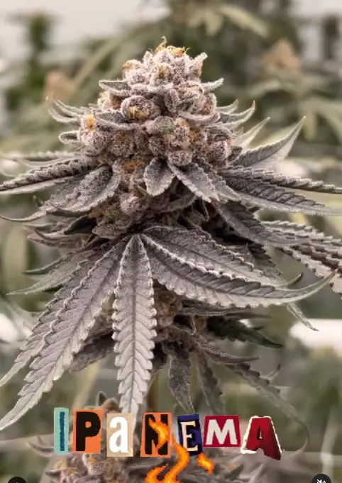 Ipanema Feminized – Alchimia Grow Shop