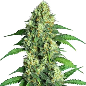 Jamaican – Blimburn Seeds