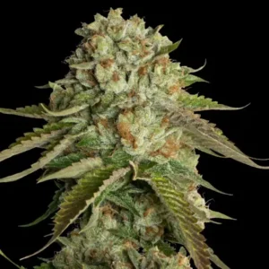 Kosher Kush Feminized – Alchimia Grow Shop
