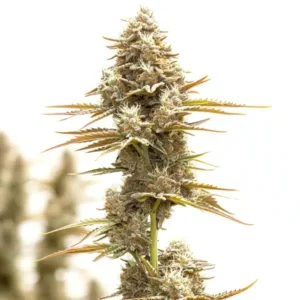 Kosher Kush x Tangie Regular – Blimburn Seeds