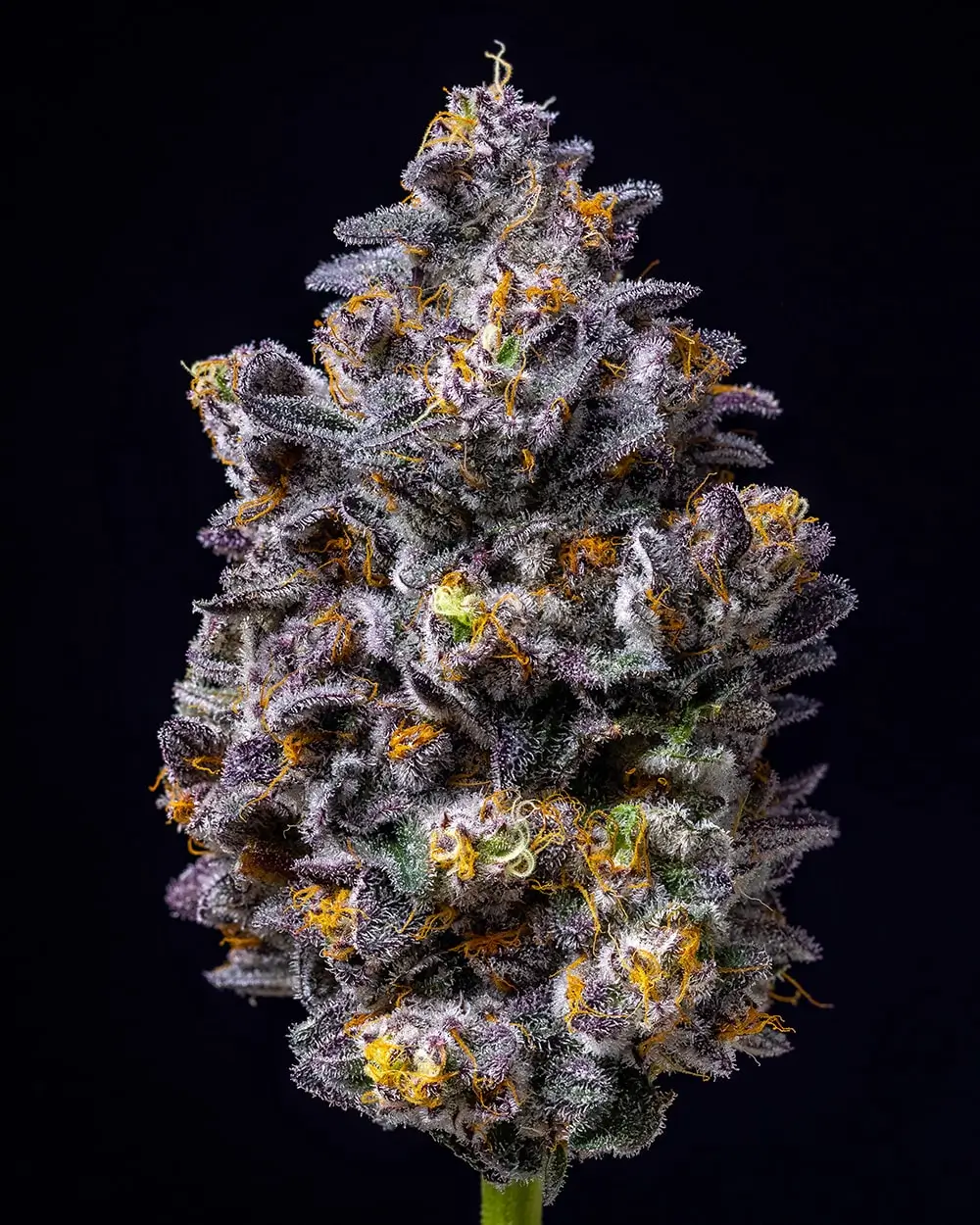 Lemon Cherry Pop Feminized – Alchimia Grow Shop