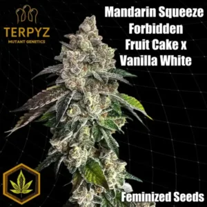 Mandarin Squeeze Feminized – Alchimia Grow Shop