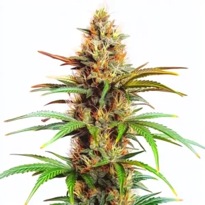 Mexican Red Hair Auto – Blimburn Seeds