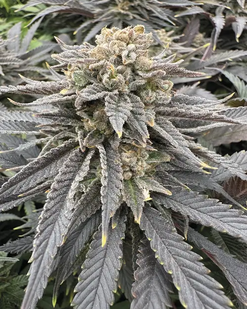 Midnight Zlap Feminized – Alchimia Grow Shop