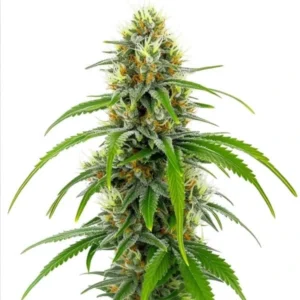 Moby Dick – Blimburn Seeds