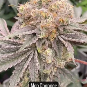 Mop Chopper Feminized – Alchimia Grow Shop