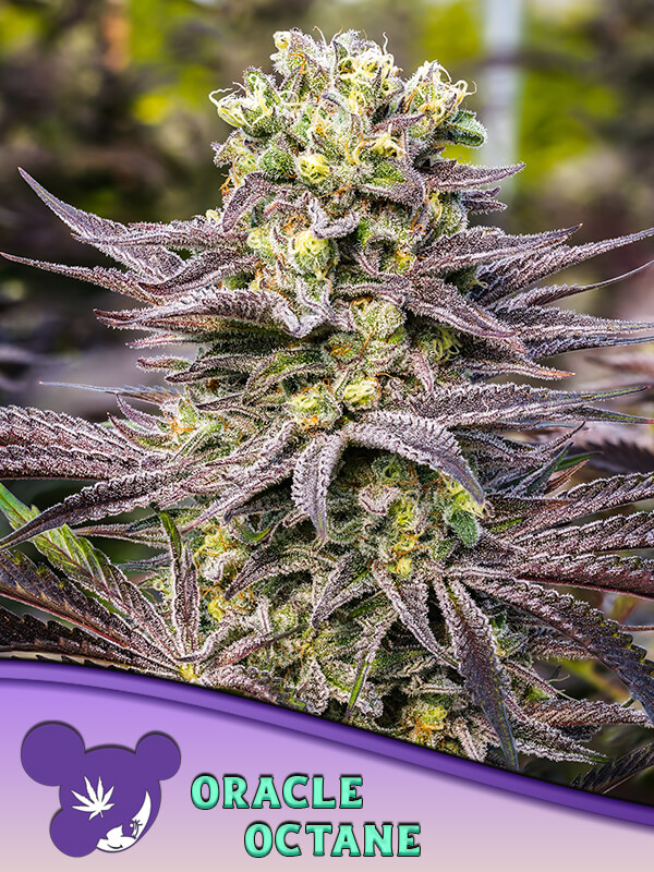 Oracle Octane Feminized – Alchimia Grow Shop
