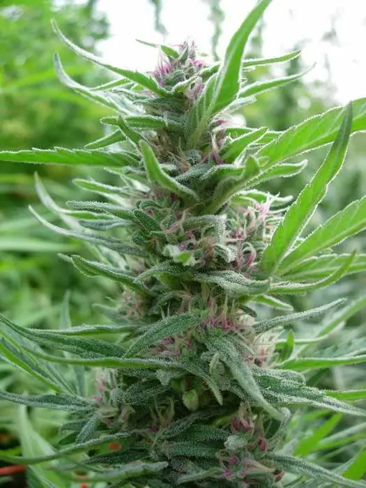 Panama Regular – Alchimia Grow Shop