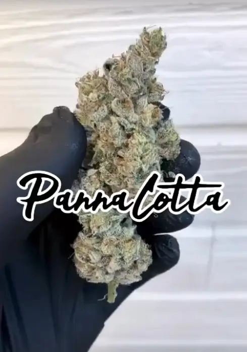 Pannacotta Feminized – Alchimia Grow Shop