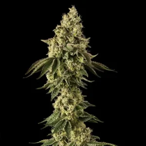 Peach Cake Feminized – Alchimia Grow Shop