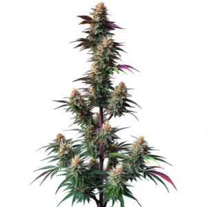 Pink Runtz Autoflower – Blimburn Seeds