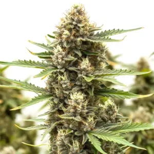 Presidential OG – Blimburn Seeds