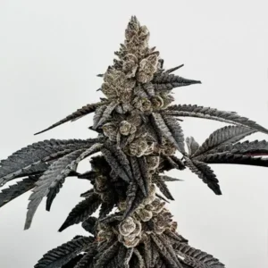 Primetime Feminized – Alchimia Grow Shop