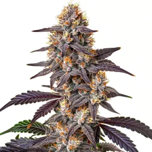 Purple Sunset – Blimburn Seeds