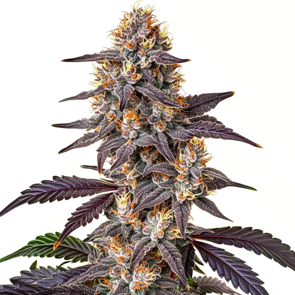 Purple Sunset – Blimburn Seeds