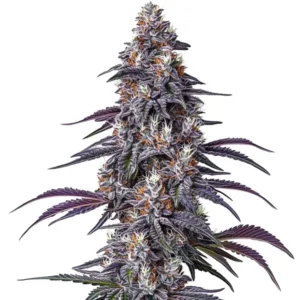 Purple Haze – Blimburn Seeds