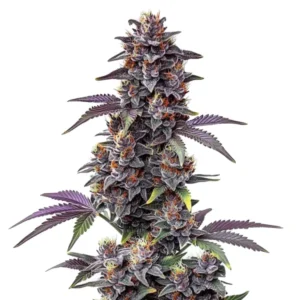 Purple Haze Autoflower – Blimburn Seeds